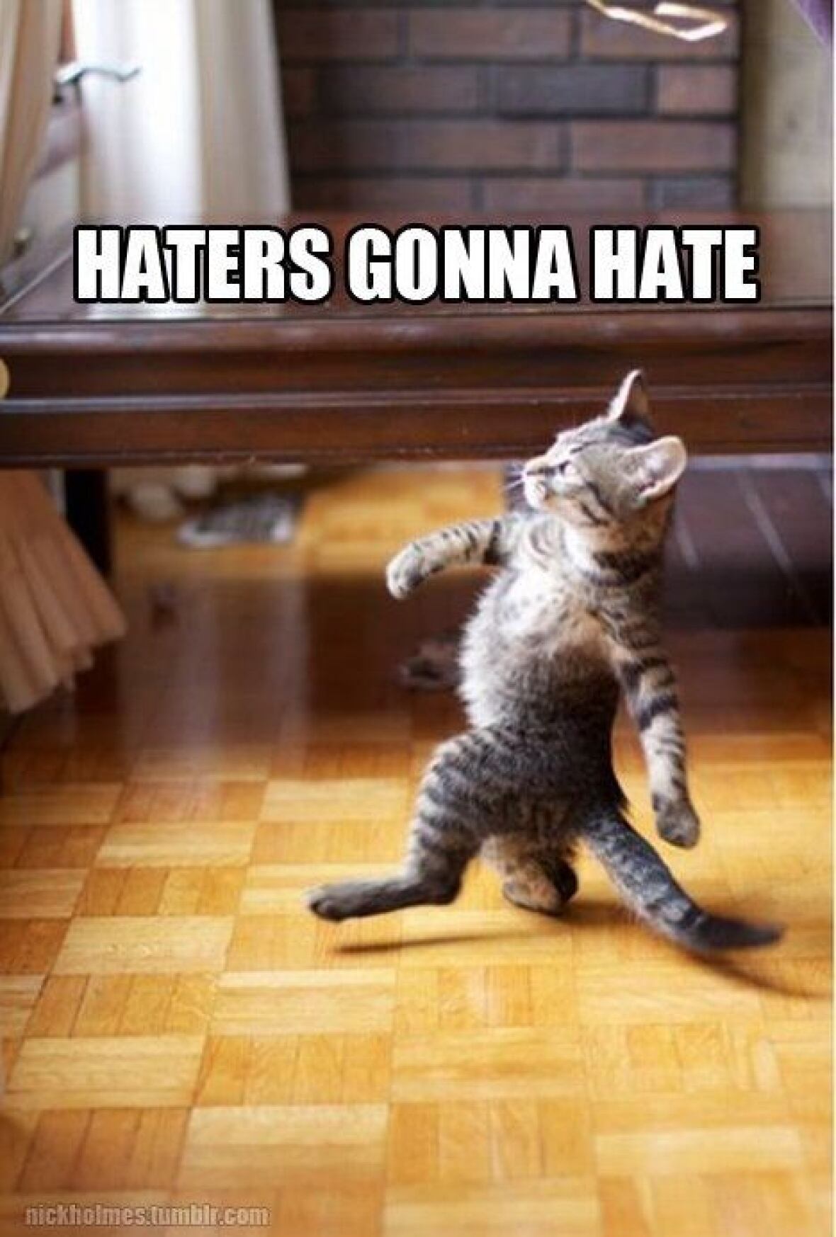 20 hilarious animal memes to start off the weekend cbc life heading into the weekend?downsize=720px * 20 hilarious animal memes to start off the weekend cbc life,Cat Blanket Meme